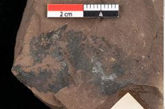 Foto (Detailansicht) von Sclerotium sapotacitidis Ettingshausen (NHMW-GEO-2024-0188-0092)